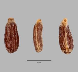   Fruits:   Artemisia absinthium , edge (center) and opposite face (left, right) views of cypselae with apical ends at top.; Photo by L. Seastone, USDA APHIS PPQ ITP, imageID.idtools.org
